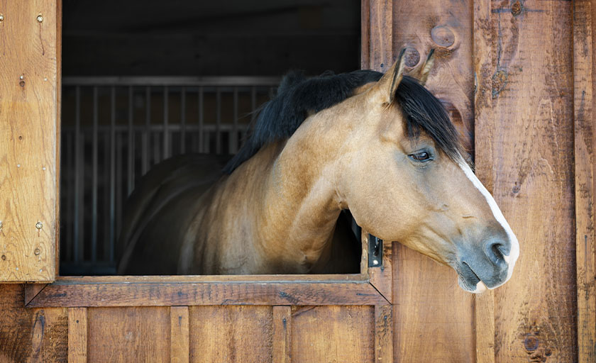 horse in stable